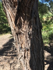 Eucalyptus capitellata