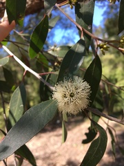 Eucalyptus capitellata