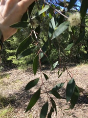 Eucalyptus capitellata