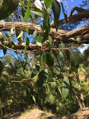 Eucalyptus capitellata