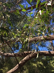 Eucalyptus capitellata