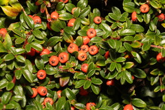 Cotoneaster × suecicus