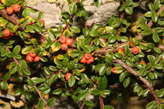 Cotoneaster × suecicus