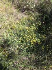 Hibbertia pedunculata
