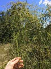 Cassytha paniculata