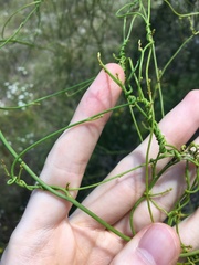 Cassytha paniculata