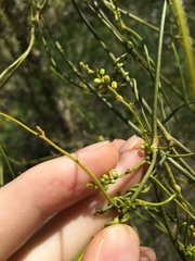 Cassytha paniculata