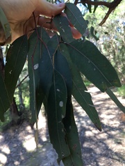 Eucalyptus fibrosa