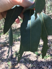Eucalyptus fibrosa