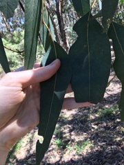 Eucalyptus fibrosa