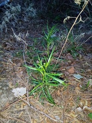 Lepidium pseudotasmanicum
