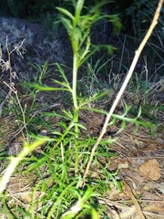 Lepidium pseudotasmanicum