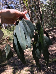Eucalyptus fibrosa