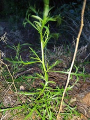 Lepidium pseudotasmanicum
