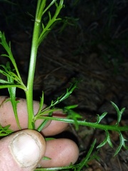 Lepidium pseudotasmanicum