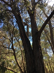 Eucalyptus fibrosa