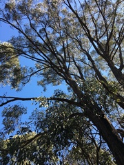 Eucalyptus fibrosa