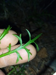 Lepidium pseudotasmanicum