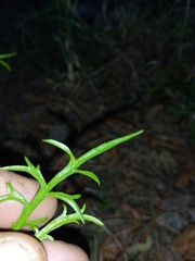 Lepidium pseudotasmanicum