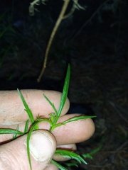 Lepidium pseudotasmanicum