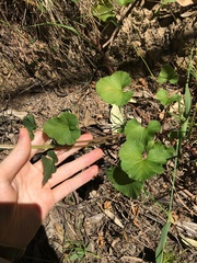 Pelargonium inodorum