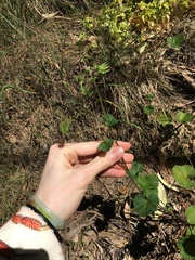 Pelargonium inodorum