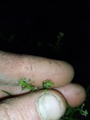 Lepidium pseudotasmanicum