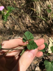 Pelargonium inodorum