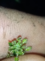 Lepidium pseudotasmanicum