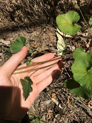 Pelargonium inodorum