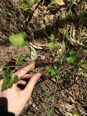 Pelargonium inodorum