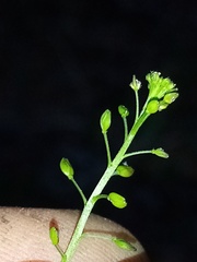Lepidium pseudotasmanicum
