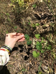 Pelargonium inodorum