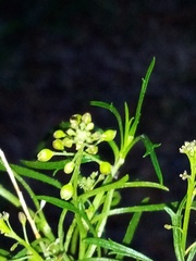 Lepidium pseudotasmanicum