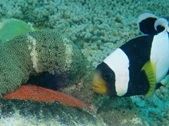 Amphiprion polymnus