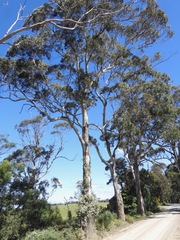 Eucalyptus cypellocarpa