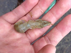 Upogebia pugettensis