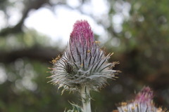 Cirsium occidentale occidentale