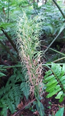 Habenaria pantlingiana