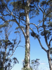 Eucalyptus cypellocarpa