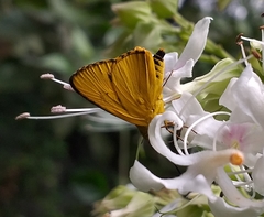 Cupitha purreea
