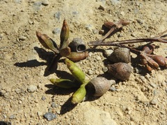 Eucalyptus cypellocarpa