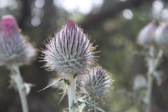 Cirsium occidentale occidentale