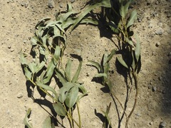 Eucalyptus cypellocarpa