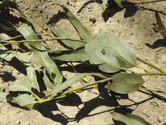 Eucalyptus cypellocarpa