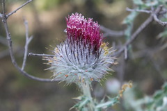 Cirsium occidentale occidentale