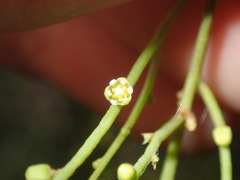 Cassytha paniculata
