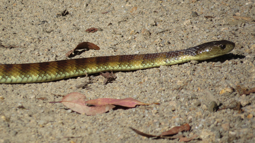 Tiger Snake sighting
