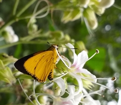 Cupitha purreea