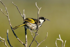 Phylidonyris niger niger